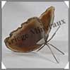 AGATE MARRON - Papillon (Taille 2) - 75x50 mm - 47 grammes - M010 Brésil